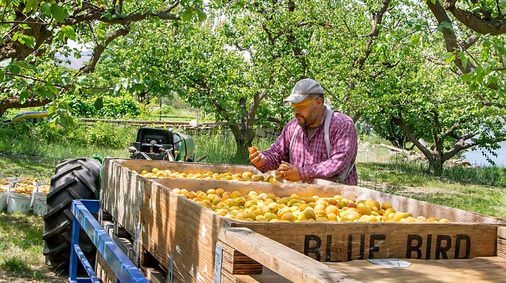 Víctor Madrigal revisa los albaricoques Perfection recién recolectados en julio de 2020 en el huerto de Malaga, Washington, que maneja su padre. La mayoría de los albaricoques se siguen envasando para el cada vez más reducido mercado mayorista, pero el propietario del huerto, Patrick Reilly, ha encontrado nuevos nichos para la fruta mediante panaderías y destilerías. (Kate Prengaman/Good Fruit Grower)