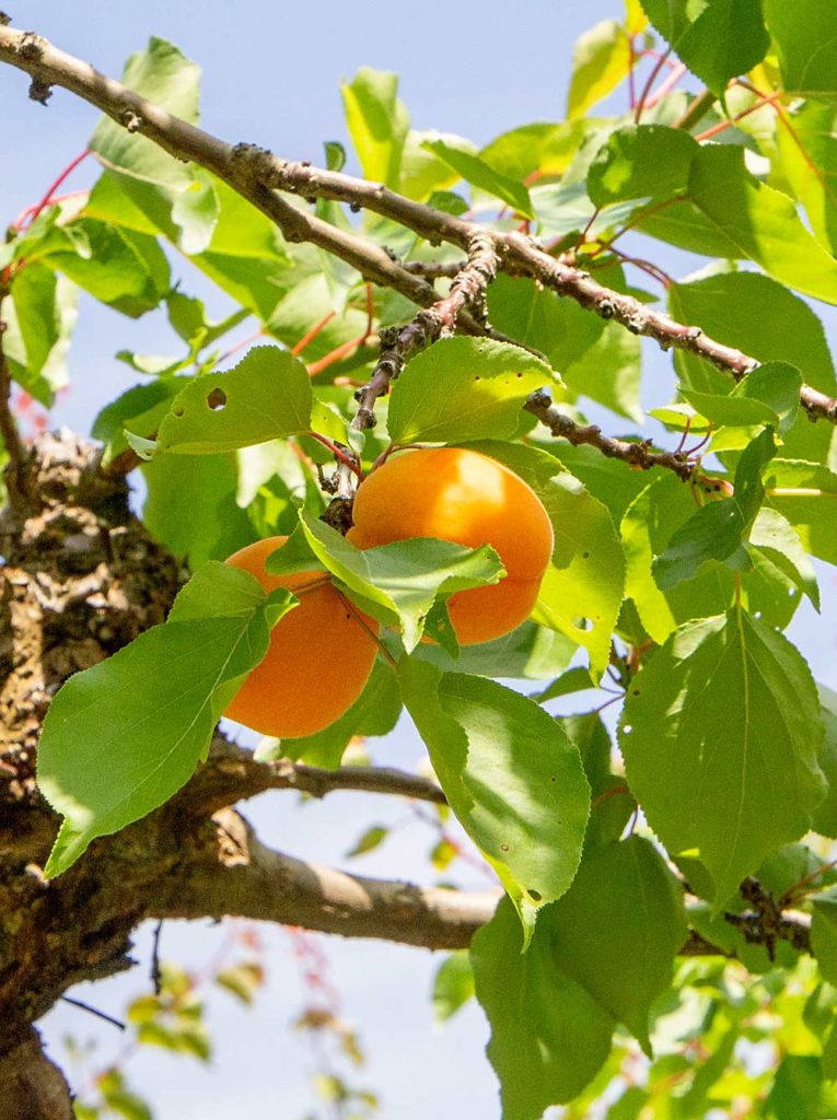 Mientras que los albaricoques Perfections se envían al mercado mayorista, estos albaricoques Goldstrike desarrollan un tono rojo en el área donde se cultivan a lo largo de la orilla del río. El gerente del huerto, Miguel Madrigal, dice que deja que la fruta madure en el árbol durante más tiempo para que desarrolle más sabor cuando se destina a productos de panadería o brandy. (Kate Prengaman/Good Fruit Grower)