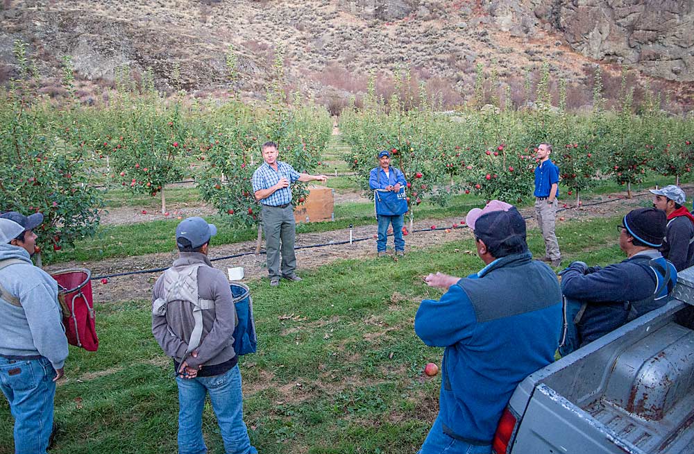 Richard Werner da indicaciones a su equipo de recolección frente a su bloque de SugarBee. (Ross Courtney/Good Fruit Grower)