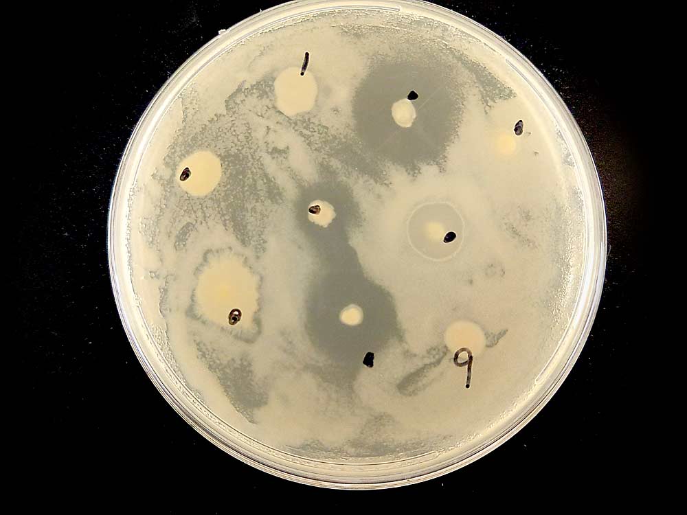 Tres cepas de endófitos del álamo y el sauce hacen retroceder visiblemente a la Erwinia amylovora, la bacteria causante del fuego bacteriano, en una caja de Petri en un laboratorio de la Universidad de Washington. Con el uso de plantas locales, los investigadores buscan endófitos (microorganismos que viven en el interior de las plantas) que sean beneficiosos al producir antibióticos para combatir las enfermedades bacterianas en los árboles frutales. (Cortesía de Sharon Doty/Universidad de Washington)