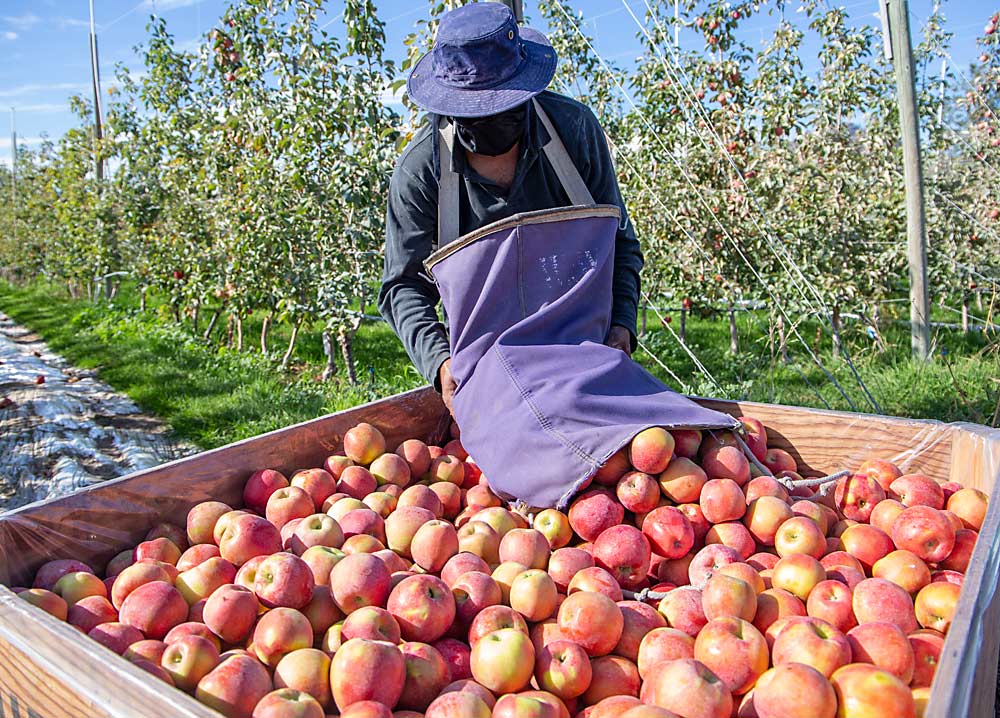 Herberto Vejar recoge las manzanas SugarBee de acuerdo con su color en la granja de Rod Wedel, cerca de Loomis, Washington. La variedad derivada de Honeycrisp, compartida por Chelan Fruit y Gebbers Farms, está bien consolidada en la zona norte. (Ross Courtney/Good Fruit Grower)