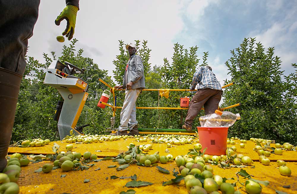 El miembro de la cuadrilla H-2A George Cain, en el centro, opera una plataforma durante el raleo de manzanas en Donald DeMarree Fruit Farm en Williamson, Nueva York, en julio de 2019. Al igual que otros productores de Nueva York, los propietarios Alison y Tom DeMarree se están adaptando al aumento de los salarios y a una nueva norma sobre las horas extraordinarias, analizando cada aspecto de su explotación, buscando formas de aumentar los ingresos y mantener los costos bajos. (TJ Mullinax/Good Fruit Grower)