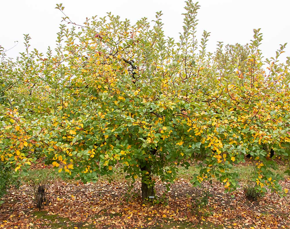 El ortet de EverCrisp, que se ve aquí en el huerto David Doud’s Countyline Orchard en Indiana, fue plantado en 2001, uno de los 320 cruces de Fuji con Honeycrisp que la Asociación de Mejora de Manzanas del Medio Oeste (MAIA, por sus siglas en inglés) entregó a Doud. (Matt Milkovich/Good Fruit Grower)