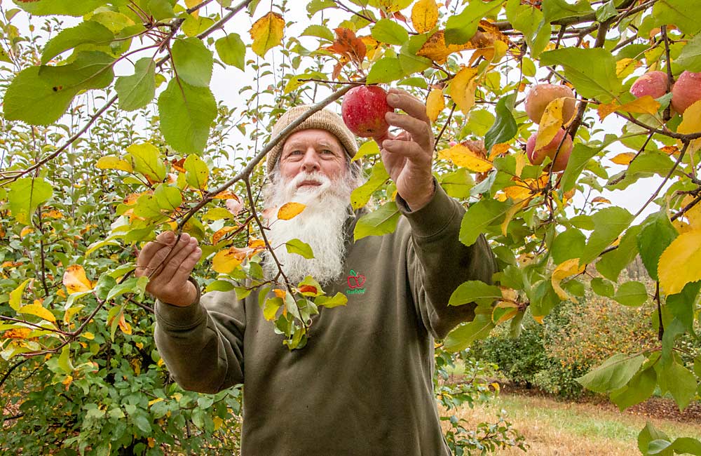 David Doud recoge una manzana del ortet de EverCrisp en su huerto de Wabash, Indiana, en octubre de 2020. El ortet es la plántula original: el primer árbol que produjo la manzana MAIA1, comercializada como EverCrisp. (Matt Milkovich/Good Fruit Grower)