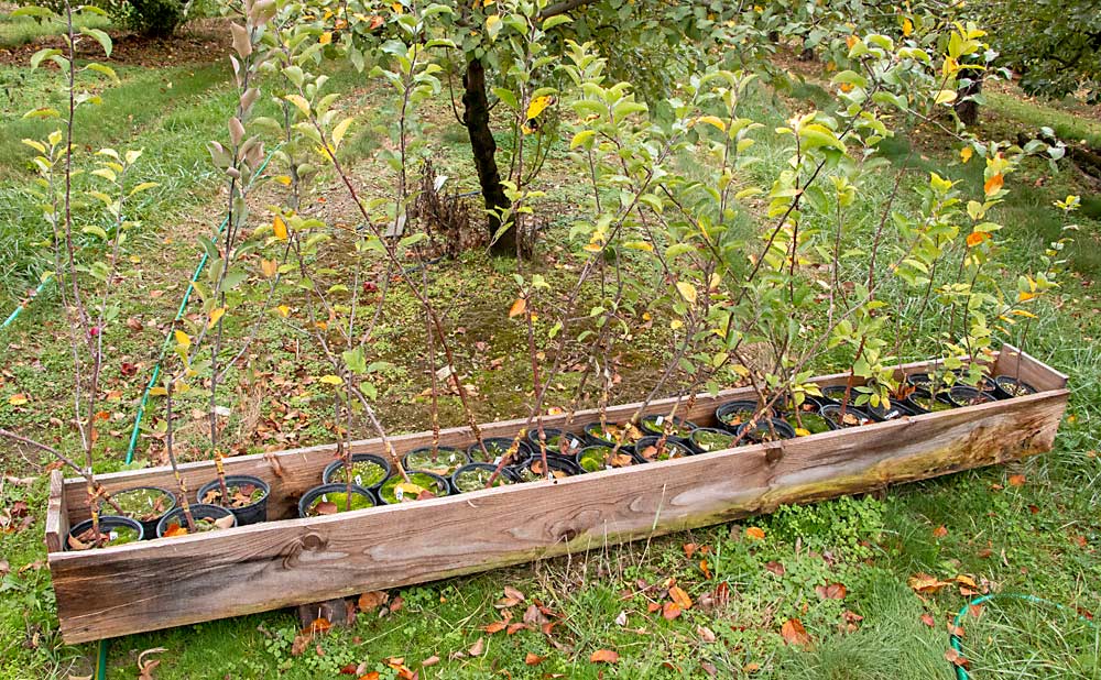 Árboles de vivero sobrantes en el huerto de Doud el pasado octubre. El pasado mes de marzo realizó injertos de invernadero en unos 200 árboles y luego plantó la mayoría donde pudo encontrar espacio para ellos. Estas distintas variedades se encuentran injertadas en portainjertos Geneva 890. (Matt Milkovich/Good Fruit Grower)