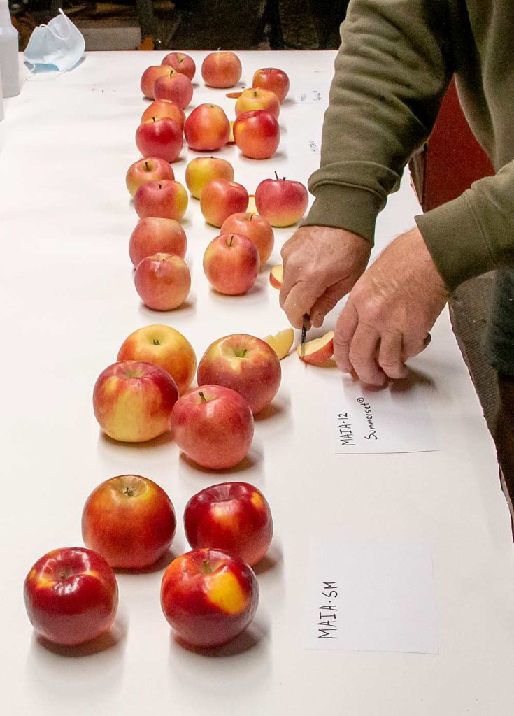 Doud corta trozos de los lanzamientos de MAIA, inclusive la recién estrenada MAIA-SM en primer plano, comercializada como SweetMAIA. (Matt Milkovich/Good Fruit Grower)