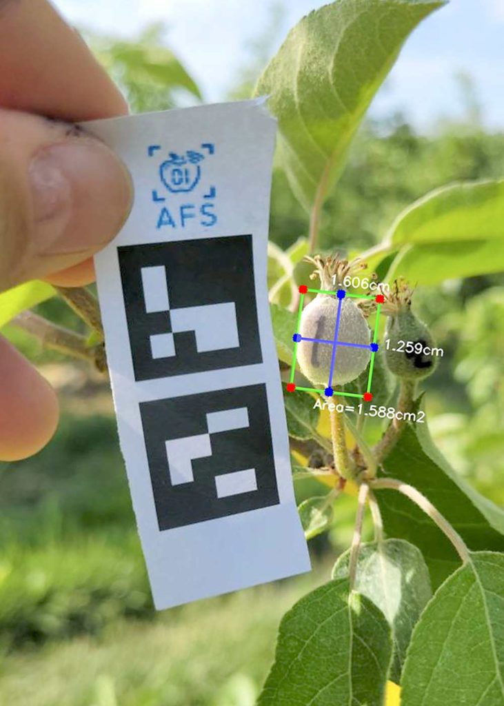 Tome una fotografía como esta y la tecnología de Automated Fruit Scouting medirá el tamaño de los frutos en desarrollo para evaluar su tasa de crecimiento mediante la obtención de imágenes repetidas. Del mismo modo, las fotografías de cada tronco se pueden utilizar para medir el área de la sección transversal del tronco para orientar el nivel de cultivo óptimo para cada árbol, según Matt King, director ejecutivo de la empresa. (Cortesía de Automated Fruit Scouting)