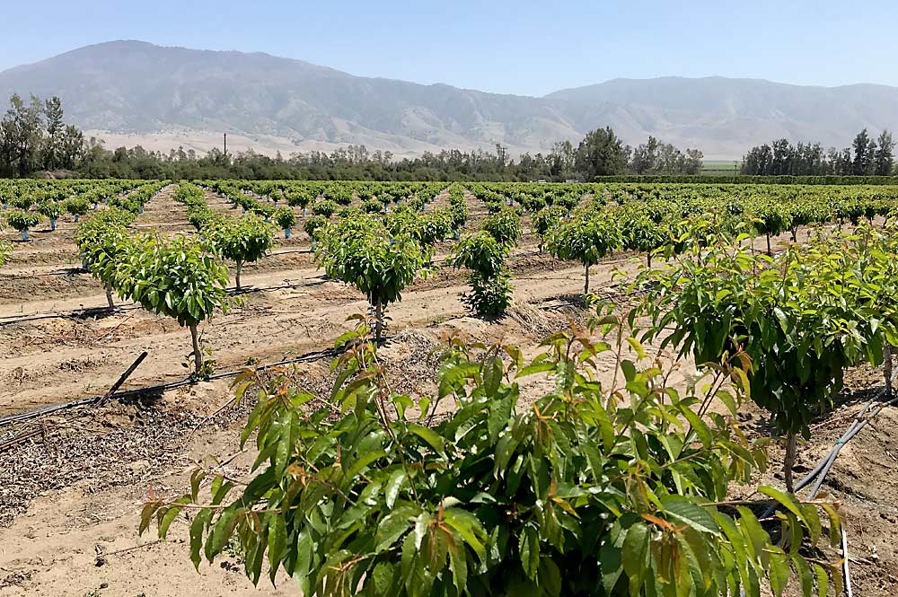 Bloque de prueba de cerezas de frío bajo, en el bajo valle del río San Joaquín, desarrollado por la empresa californiana de mejora genética International Fruit Genetics, mejor conocida por sus innovadoras variedades de uva. (Cortesía de IFG)