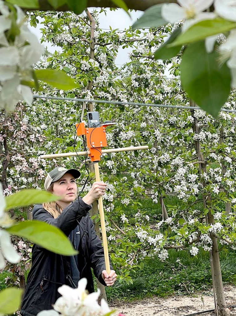 La colaboradora de productores Victoria Wittenbach utiliza un teléfono inteligente emparejado con un sensor GPS mejorado y una batería adicional, montado en un poste que da mayor estabilidad, para tomar imágenes de un manzano para contar las flores como parte de la investigación y el desarrollo de Farm Vision Technologies a principios de este año. La empresa con sede en Minnesota dijo que espera tener herramientas disponibles para ayudar a los productores con el manejo de la carga frutal la próxima temporada. (Cortesía de Farm Vision Technologies)