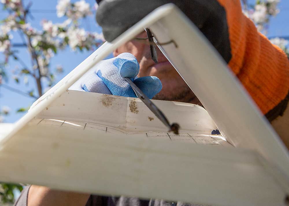 Ricardo Portillo, un chequeador de trampas para Wilbur-Ellis, busca palomillas de la manzana a principios de mayo en un bloque de manzana en Sunnyside, Washington. Los investigadores y gerentes de huertas les recuerdan a los productores que continúen monitoreando con trampas y que aumenten la densidad de trampas en las áreas de alta presión de la plaga. (Ross Courtney/Good Fruit Grower)