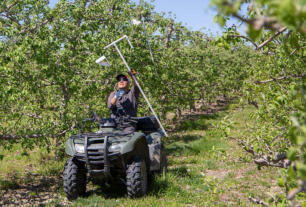 Portillo vuelve a colgar una trampa que encontró vacía. (Ross Courtney/Good Fruit Grower)