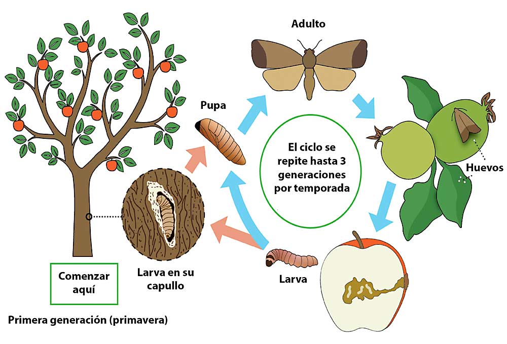 Una ilustración del ciclo de vida de una palomilla de la manzana. El mejor tiempo para la aplicación de pesticidas es cuando está en la etapa de huevos y larvas durante la primera generación del año, aproximadamente a los 375 grados día de crecimiento. (Cortesía de Rebecca Richter/ Universidad Estatal de Montana)