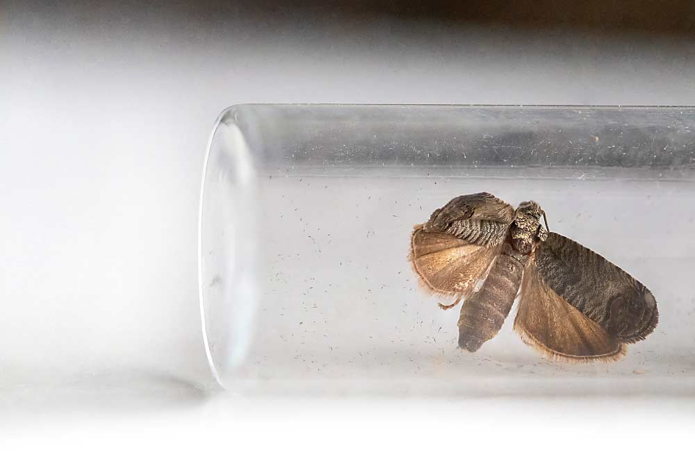 Una palomilla de la manzana viva en el laboratorio del Departamento de Agricultura de EE.UU. en Wapato, Washington, extiende sus alas en un vial. Para controlar lo que pudiera ser un aumento en la presión de la plaga, la industria de árboles frutales del noroeste está redoblando sus esfuerzos este año de proveer educación sobre el control de la palomilla de la manzana, comenzando con un seminario a fines de febrero titulado Cumbre sobre la palomilla de la manzana. (TJ Mullinax/Good Fruit Grower)