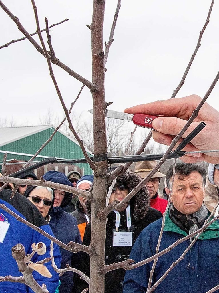 Dan Dietrich, de Ridgeview Orchards, explica el método de injerto de su granja, al cual denomina “injerto lateral”. Colocan las ramas injertadas debajo de las ramas ya existentes para evitar que los injertos se inunden de humedad. (Matt Milkovich/Good Fruit Grower)