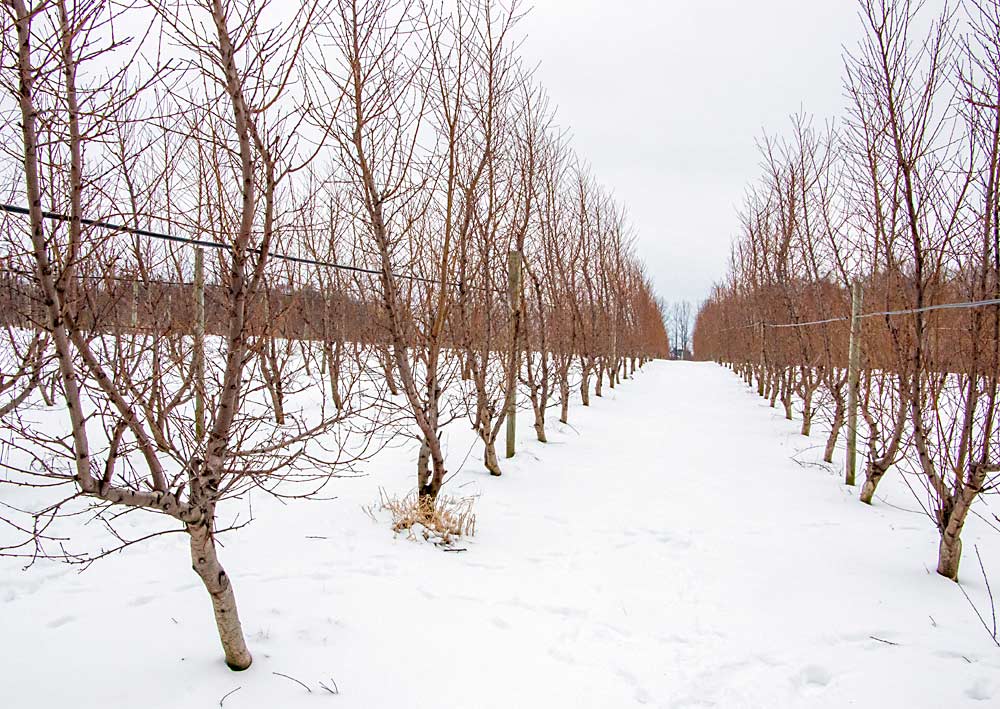 Árboles de durazno formados en sistemas de brotes fructíferos verticales (UFO, por sus siglas en inglés) en el huerto Windy Ridge Orchards en Conklin, Michigan. Tienen cuatro variedades en el portainjertos Bailey y un marco de plantación de 9 por 12. El propietario, Chuck Rasch, planea plantar otros 4 acres en sistemas de UFO. Le gusta que los múltiples ejes disminuyan el vigor del árbol. (Matt Milkovich/Good Fruit Grower)