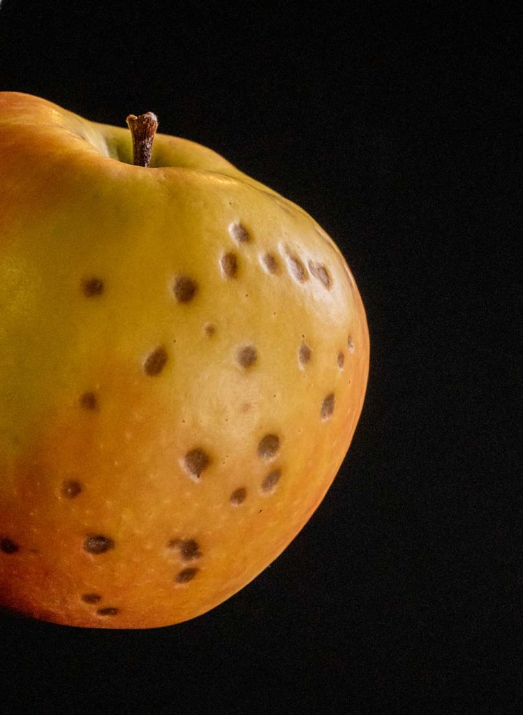 Una manzana Honeycrisp afectada por la mancha amarga. La variedad es susceptible al trastorno fisiológico, pero los investigadores no están seguros de por qué. (Foto ilustración de TJ Mullinax/Good Fruit Grower)