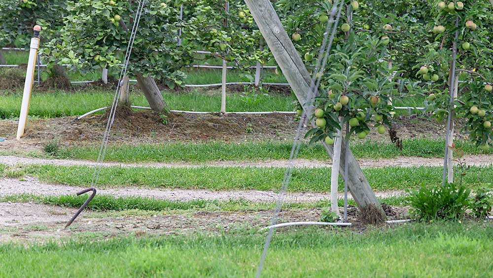 Otro ejemplo de montículos en el huerto de Bratschi. La segunda fila es una de las cuatro de Honeycrisp en Nic.29 que plantó en 2012. Los árboles todavía seguían luchando un par de años después de la plantación, pero una vez que formó los montículos, empezaron a llenar el espacio y han tenido un rendimiento estable desde entonces. (Matt Milkovich/Good Fruit Grower)