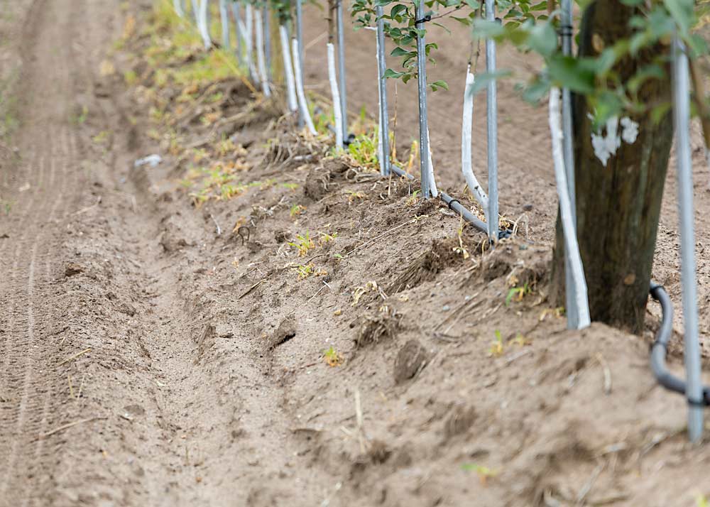 Una de las filas de montículos de Travis Bratschi en su huerto en el noroeste de Michigan. Los árboles Honeycrisp en Nic.29 se plantaron en 2014. Bratschi comenzó a colocar sus Honeycrisp en montículos para aumentar su vigor y protegerlos de los daños causados por el frío. (Matt Milkovich/Good Fruit Grower)