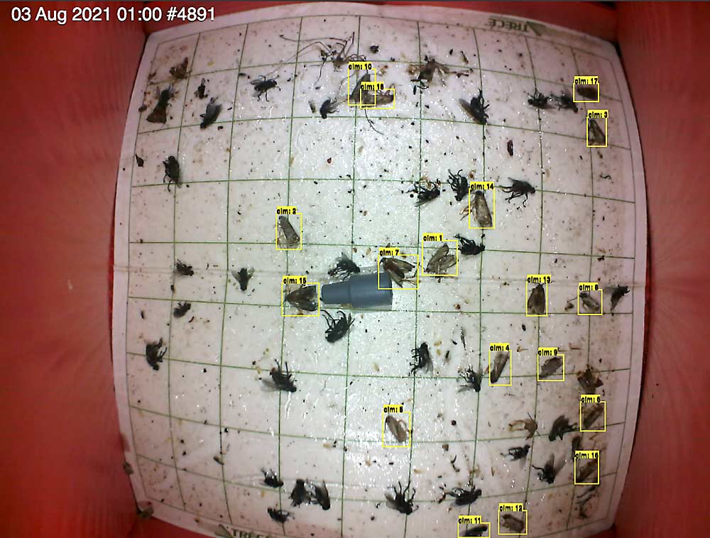 Esto es lo que verá a través de una cámara trampa automatizada: una foto de papel adhesivo que delimita las plagas objetivo, en este ejemplo la polilla del manzano, proporcionada por CropVue Technologies de Columbia Británica. Las cámaras trampa, fabricadas por varias empresas y por lo general acompañadas de un servicio que incluye sensores meteorológicos, inteligencia artificial y conocimientos de entomología, son cada vez más comunes en los huertos de árboles frutales. (Cortesía de CropVue Technologies)