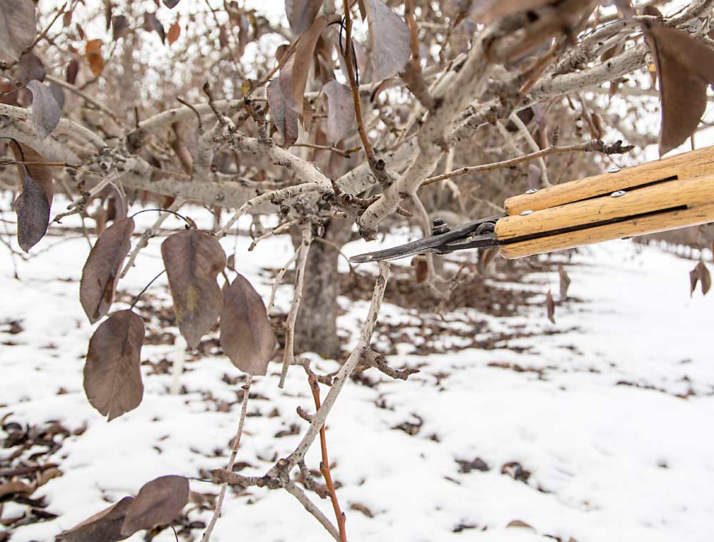 En un árbol destinado al empaque inmediato, Phelps poda una rama que cuelga hacia abajo y que habría dejado la fruta bajo demasiada sombra. (Ross Courtney/Good Fruit Grower)