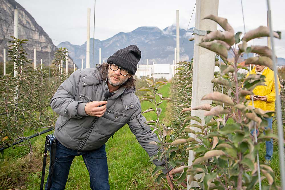 Franco Micheli, del instituto de investigación de la Fundación Edmund Mach, afirma que los renuevos verticales de estos árboles con multilíderes de Trento, Italia rellenaron su espacio en sólo dos años. (Ross Courtney/Good Fruit Grower)