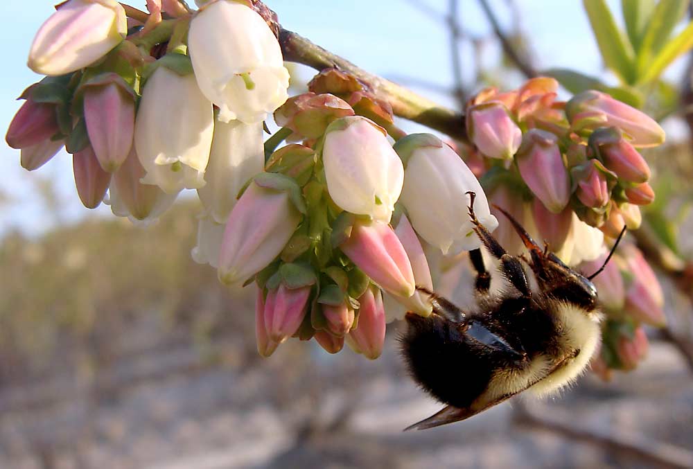 Los abejorros son algunas de las abejas silvestres que se conocen como polinizadores vibratorios o “polinizadores por zumbido”. Hacen vibrar los músculos de sus alas para liberar el polen de ciertas flores. Los abejorros utilizan este método para polinizar las flores acampanadas de los arándanos. Son polinizadores de arándanos muy eficaces, mucho más que las abejas melíferas, que no pueden realizar la polinización vibratoria, según Quinn McFrederick, profesor asociado de entomología de la Universidad de California en Riverside. (Cortesía de Rachael Winfree/Universidad de Rutgers)
