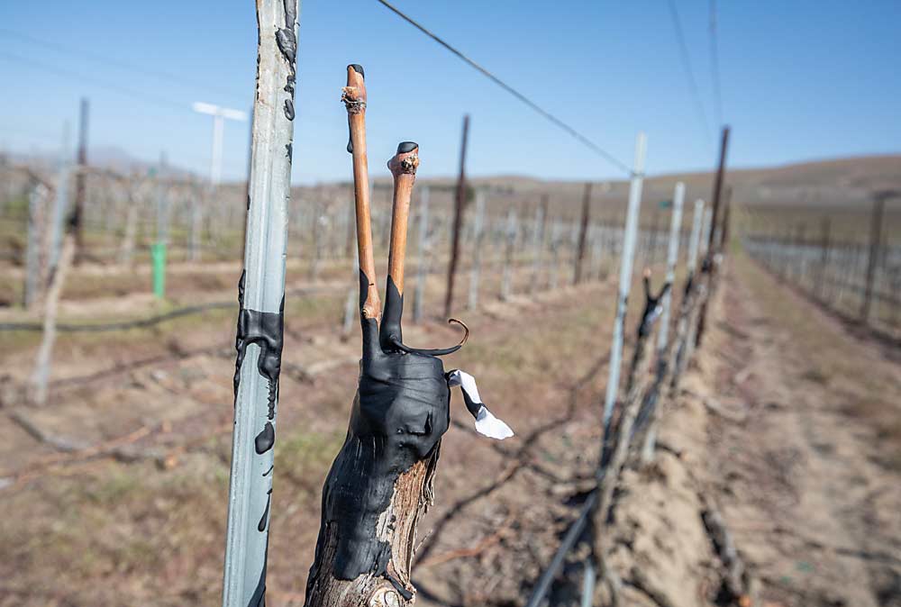 Clones de Cabernet Sauvignon recién injertados sobre viñas viejas de Cabernet en Boushey Vineyards en Sunnyside, Washington, en la primavera del año 2021. Si el espacio entre las vides y también su salud son buenas, el injerto ofrece una manera más rápida de poner un nuevo clon o bien una nueva variedad en producción, dijo el cultivador Dick Boushey. (TJ Mullinax/Good Fruit Grower)