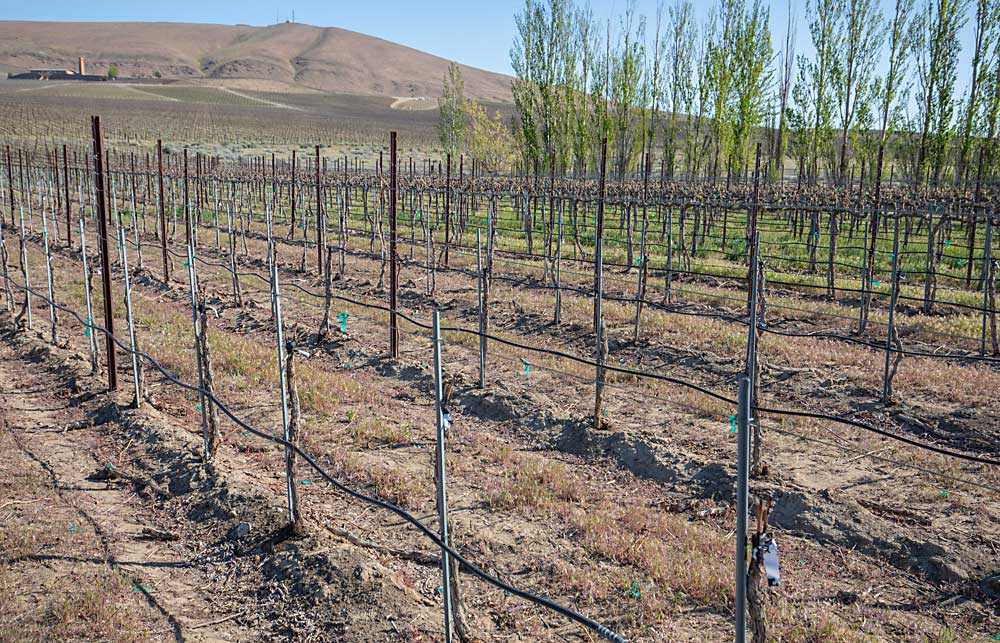 Boushey estima que para un bloque de cinco acres el injerto de una nueva variedad costaría alrededor de $20,500 en comparación con los 34,000 dólares que puede costar de replantar, y el injerto produce más rápidamente. (TJ Mullinax/Good Fruit Grower)