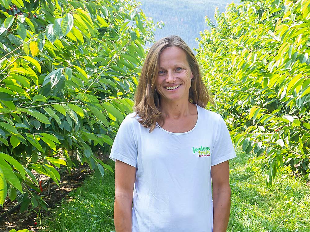 La directora de horticultura de Jealous Fruits, Gayle Krahn, indicó que la empresa tendrá 1,100 acres (445 hectáreas) de cerezas dulces. (TJ Mullinax/Good Fruit Grower)