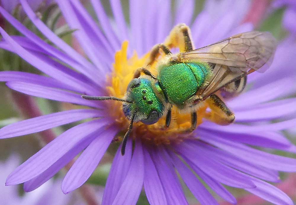Esta abeja “del sudor”, de color verde metálico, es una de las miles de especies de abejas silvestres que existen en los Estados Unidos. (Cortesía de Amber Barnes/Pollinator Partnership)