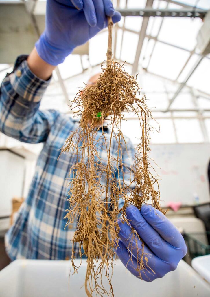 Rylan Hull, técnico de laboratorio de la Universidad Estatal de Washington (WSU), extrae con delicadeza uno de los sistemas de raíces de la vid para medir los efectos de las enmiendas de micorrizas en el crecimiento de la planta y la absorción de nutrientes. (TJ Mullinax/Good Fruit Grower)