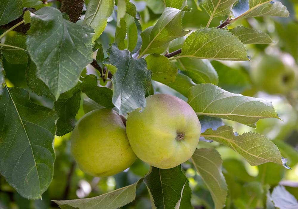 Las manzanas Black Twig, cultivadas en secano, cuelgan en agosto en el huerto de Devoto, cerca de Sebastopol, California. Devoto cultiva unas 100 variedades de manzanas en 10 hectáreas (25 acres), la mayoría de ellas “multiusos”, buenas para comer en fresco, para la producción de sidra y para cocinar. (TJ Mullinax/Good Fruit Grower)