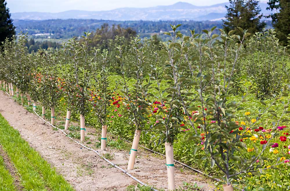 Mientras espera a que los árboles jóvenes alcancen la madurez, Devoto hace interplantaciones con flores para su negocio de flores cortadas. Esta plantación incluye manzanas Winesap, Gold Rush, Arkansas Black y Roxbury Russet en portainjertos Bud.118. (TJ Mullinax/Good Fruit Grower)