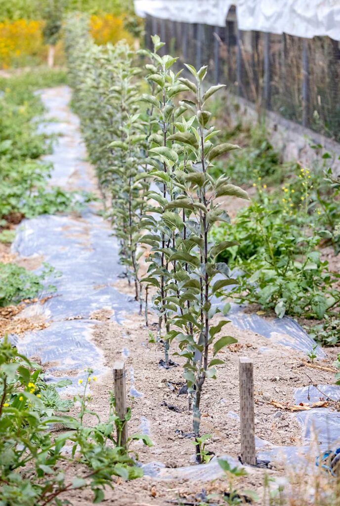 Devoto mantiene una pequeña parcela de vivero para mantener su mezcla de variedades. Si una variedad no rinde lo suficiente, la injerta enseguida en otra. (TJ Mullinax/Good Fruit Grower)