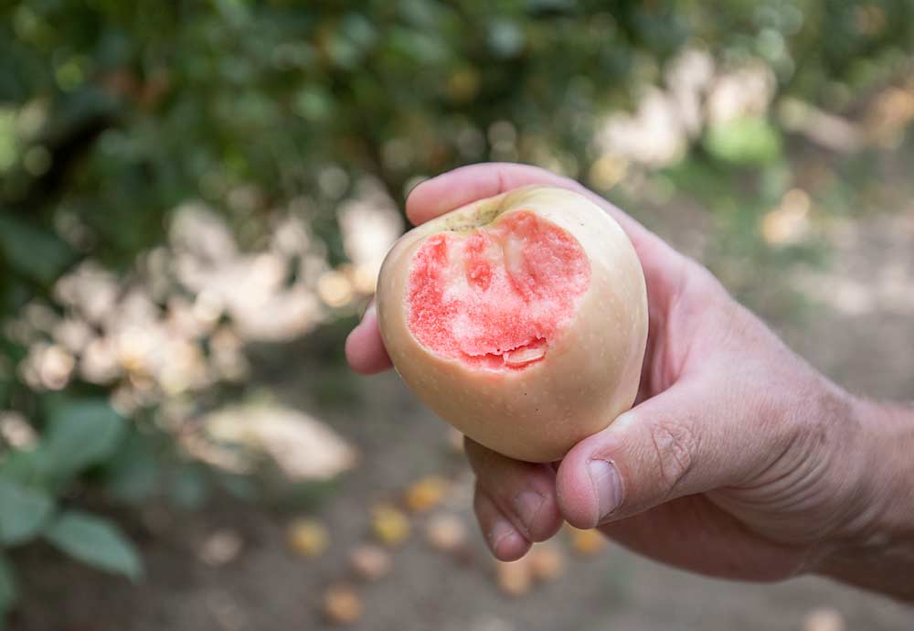 Devoto sostiene una Pink Pearl, una manzana de pulpa coloreada que, según él, es buena para comer y cocinar. (TJ Mullinax/Good Fruit Grower)