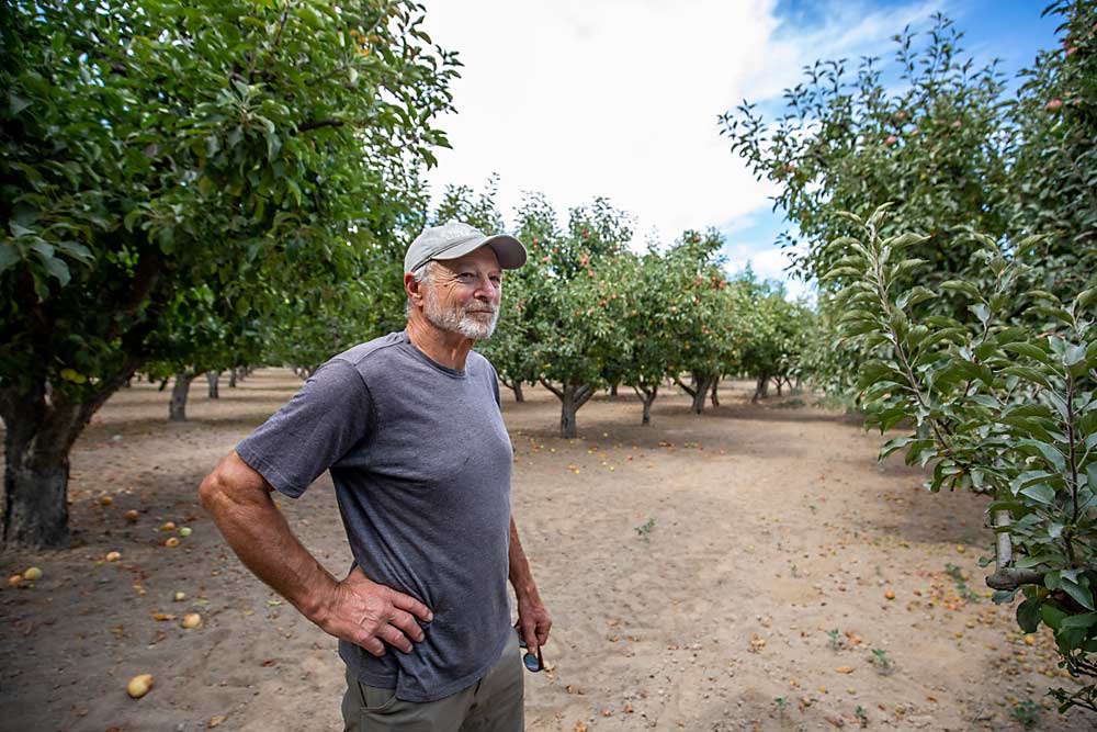 ¿Qué falta? El riego. Stan Devoto cultiva comercialmente en secano manzanas de mesa y de sidra al por mayor, a punto de ser cosechadas en esta foto de agosto, en las colinas del oeste del condado de Sonoma, California, donde la humedad y la brisa del Área de la Bahía se mezclan para crear un microclima moderado. “Este año ha sido magnífico”, afirma Devoto, mientras las devastadoras olas de calor sacudían el resto de la Costa Oeste. (TJ Mullinax/Good Fruit Grower)