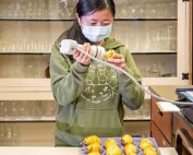 Huiting Zhang califica el color de las muestras de pera Bartlett con un espectrofotómetro de laboratorio en las instalaciones del USDA-ARS en Wenatchee, Washington, para analizar las respuestas de maduración. Los datos se unen a millones de otros mientras los modelos informáticos intentan descifrar qué actividad genética controla la respuesta de maduración. (TJ Mullinax/Good Fruit Grower)