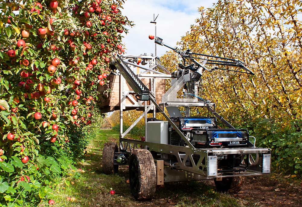 En esta foto de publicidad se puede ver la cortadora de fruta robótica de la empresa australiana Ripe Robotics llamada Eva. La máquina cuenta con un efector final de ventosa, una cinta transportadora y un manipulador de contenedores (bines). (Cortesía de Ripe Robotics)