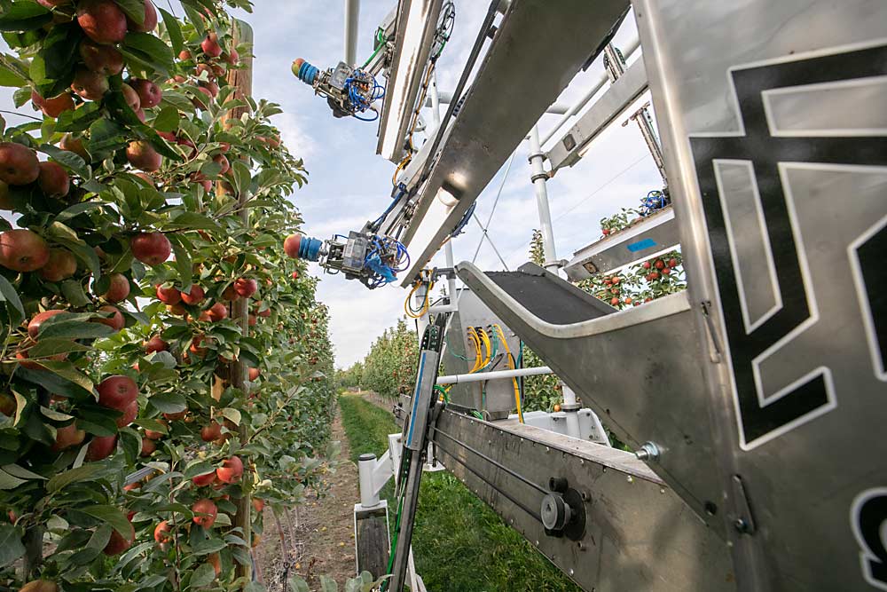 Dos brazos de la cosechadora robotizada advanced.farm cortan manzanas maduras de la variedad Juici en un bloque de manzanas cerca de Quincy, Washington en el mes de octubre del año 2022. El esfuerzo por comercializar una recolectora robotizada continua con este nuevo participante en la carrera que realizó sus primeras pruebas en una huerta de Washington el año pasado. (TJ Mullinax/Good Fruit Grower)