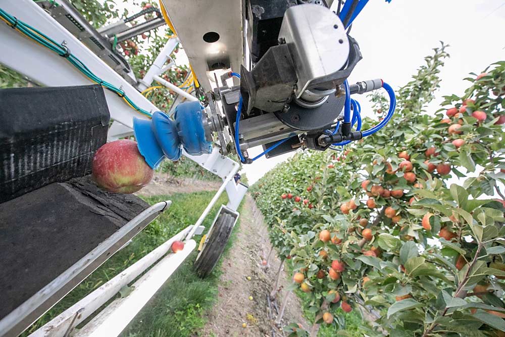 El brazo articulado y la ventosa de goma flexible depositan una manzana en la cinta transportadora de la cosechadora, que conduce a un llenador de contenedores (bines). (TJ Mullinax/Good Fruit Grower)