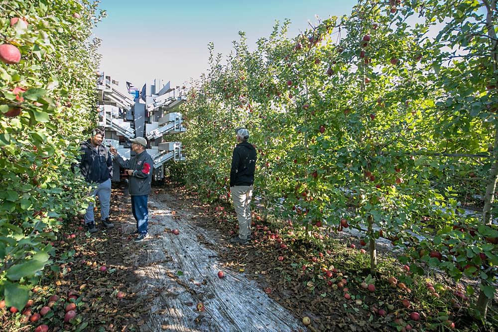 Fresh Fruit Robotics colabora con el Centro de Sistemas Agrícolas Automatizados y de Precisión de la Universidad Estatal de Washington (WSU) para ofrecer asesoramiento técnico. El director del centro, Qin Zhang, habla con el estudiante de posgrado Uddhav Bhattarai, a la izquierda, mientras Matthew Whiting de la WSU, a la derecha, observa como el robot trabaja. (TJ Mullinax/Good Fruit Grower)