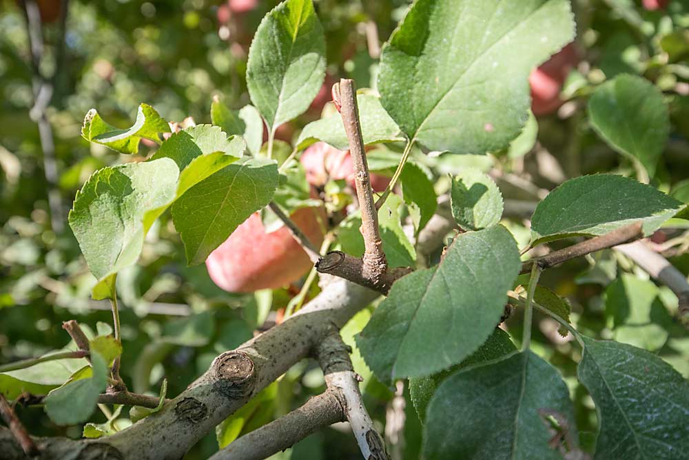 Todas las nuevas cosechadoras robóticas se enfrentan a este problema: los obstáculos. Los robots no pueden ni ver ni alcanzar la fruta cubierta por las ramas y las hojas, por lo que los productores trabajan para modificar las copas de los árboles para que la fruta sea más visible y accesible. (TJ Mullinax/Good Fruit Grower)