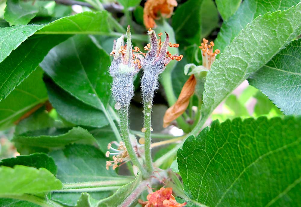 Dos semanas después de la infección inicial por fuego bacteriano, estas flores de manzano -inoculadas como parte de una investigación- muestran la característica de supuración producida cuando el patógeno bloquea los vasos del xilema. La investigación evalúa los mejores programas de protección de la floración para los productores ecológicos y busca alternativas a los antibióticos. (Cortesía de Tianna DuPont/Universidad Estatal de Washington)