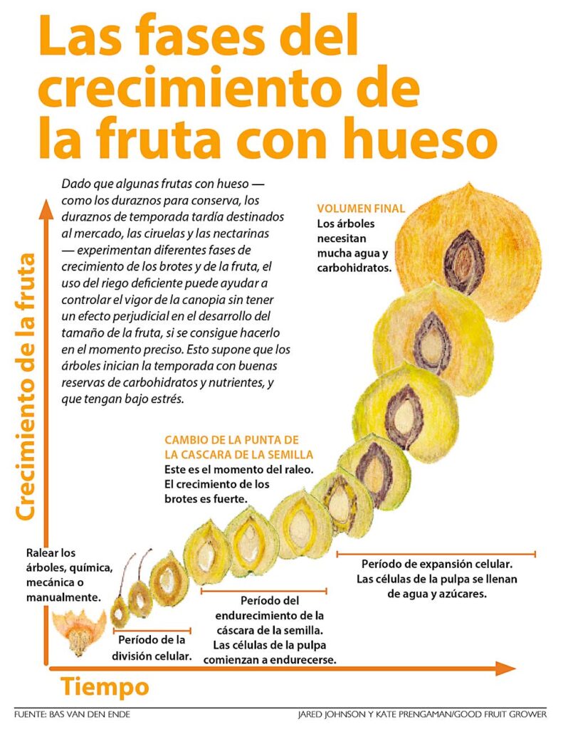 Las fases del crecimiento de la fruta con hueso. (Fuente: Bas van den Ende; Gráfica: Jared Johnson y Kate Prengaman/ Good Fruit Grower)