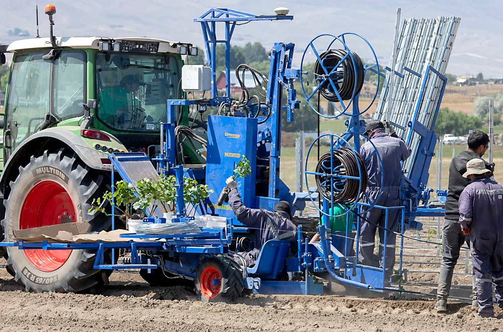 Un equipo de cinco personas maneja la maquina automática de siembra: Una persona carga las vides jóvenes, otra carga las estacas y una tercera coloca los postes de la espaldera que son colocados con precisión por el sistema de GPS de la plantadora. La cuarta persona conduce el tractor y la última va detrás para controlarlo todo. (TJ Mullinax/Good Fruit Grower)