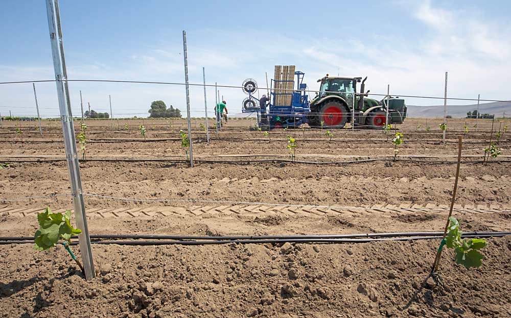 En junio del 2023, las vides, los postes, las líneas de goteo y el alambre de este viñedo de investigación se instalaron de una sola vez con la máquina plantadora Révolution de Vinomatos en el Centro de Extensión e Investigación sobre la Agricultura de Regadío de la Universidad Estatal de Washington (WSU), en Prosser, Washington. Un depósito situado en la parte delantera transporta el agua para dar el primer riego a cada vid. (TJ Mullinax/Good Fruit Grower)