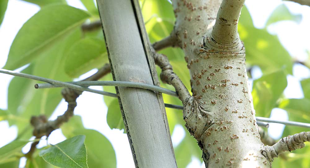 Postes de madera, alambre y cañas de bambú guían los perales en Spurr Bros. Farms. El bambú se estropea con bastante rapidez debido al clima de Nueva Escocia, pero los perales necesitan las cañas sólo durante pocos años. (Matt Milkovich/ Good Fruit Grower)