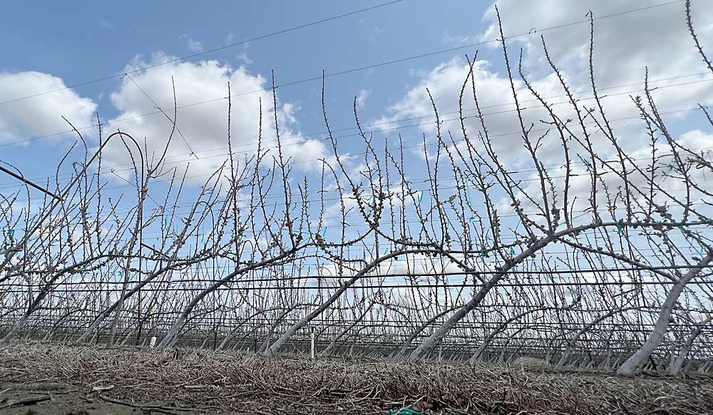 Para tratar de cultivar frutos más grandes, en el año 2021 la empresa Olsen Bros. Ranches plantó estas cerezas de variedad Black Pearl cerca de Benton City, Washington, en un sistema de conducción UFO que favorece el vigor frente a la precocidad y se presta para el raleo mecánico, con cepillo de hilos de plástico. (Ross Courtney/Good Fruit Grower)