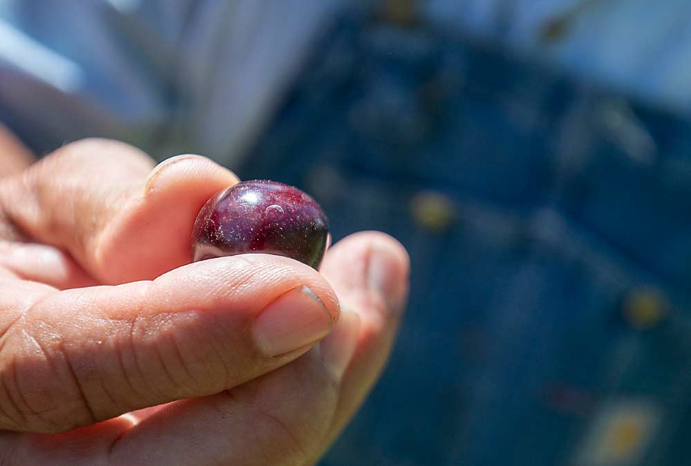 El productor Kyle Mathison muestra una cereza oscura de la variedad Black Pearl en junio del 2021 cerca de Wenatchee, Washington. Esta cereza es reconocida por su alta calidad y productividad, pero no por su tamaño. (TJ Mullinax/Good Fruit Grower)