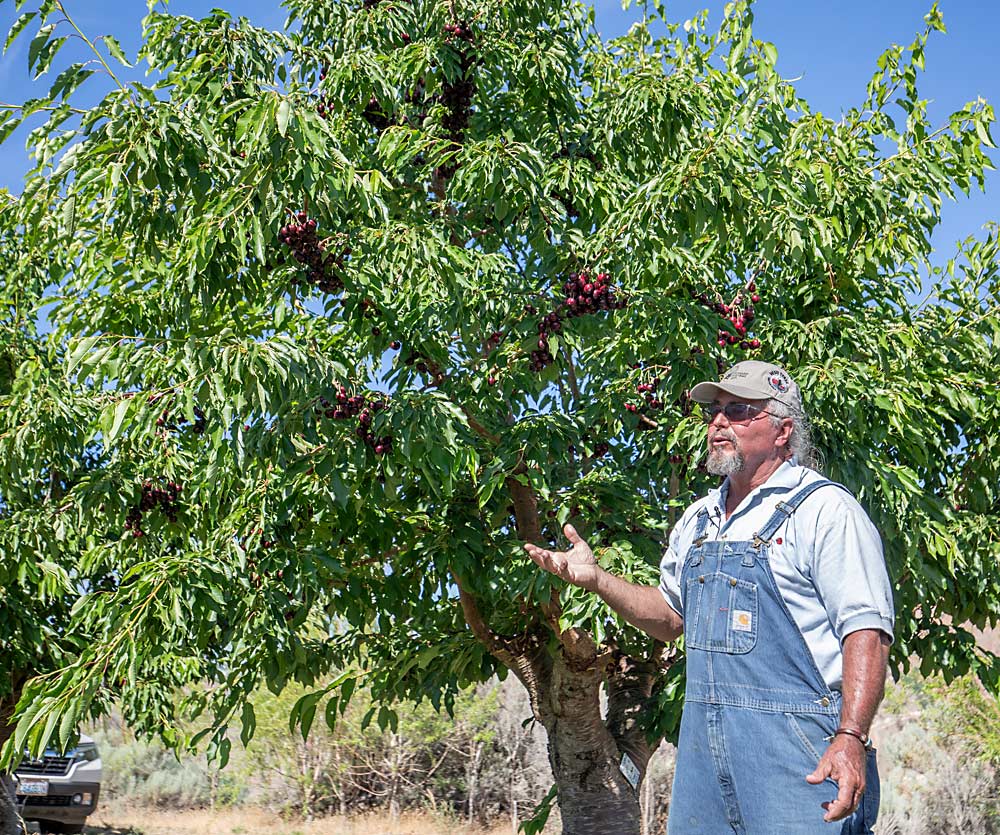 Buscando obtener las ventajas de una cosecha temprana, Mathison injertó un bloque de raíces Sweetheart en la variedad de cereza Black Pearl. (TJ Mullinax/Good Fruit Grower)